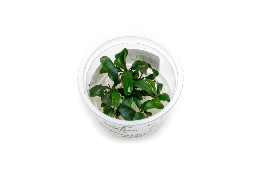 Bucephalandra Green Wavy Aquatic Farmer Tissue Culture