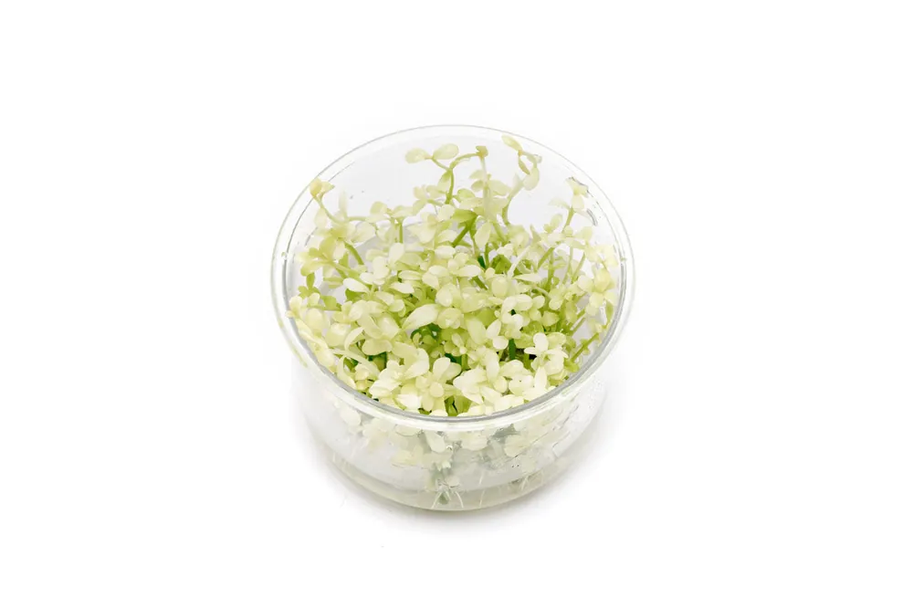 Bacopa Monnieri Platinum UNS Tissue Culture - UNSTC