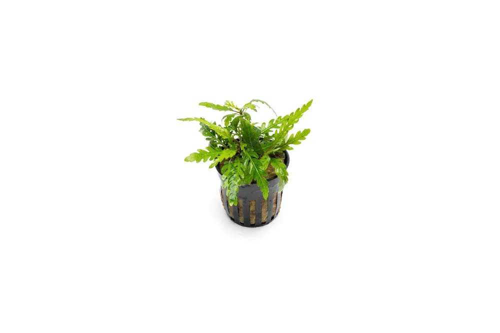 Hygrophila Pinnatifida 'UK' - CPA