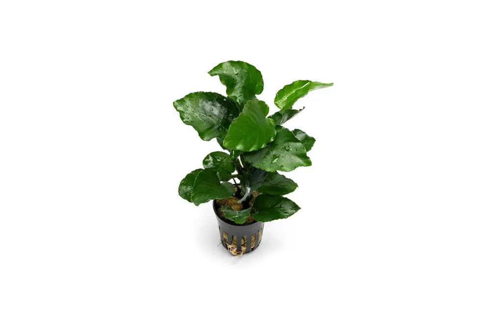 Anubias Emerald Bloom - CPA