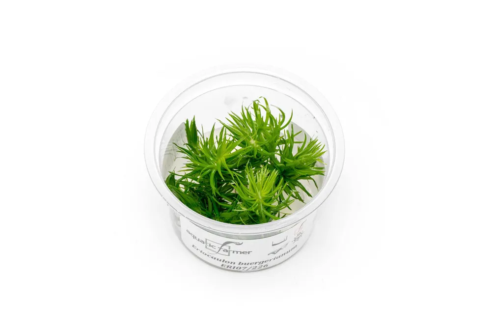 Eriocaulon Buergerianum Aquatic Farmer Tissue Culture