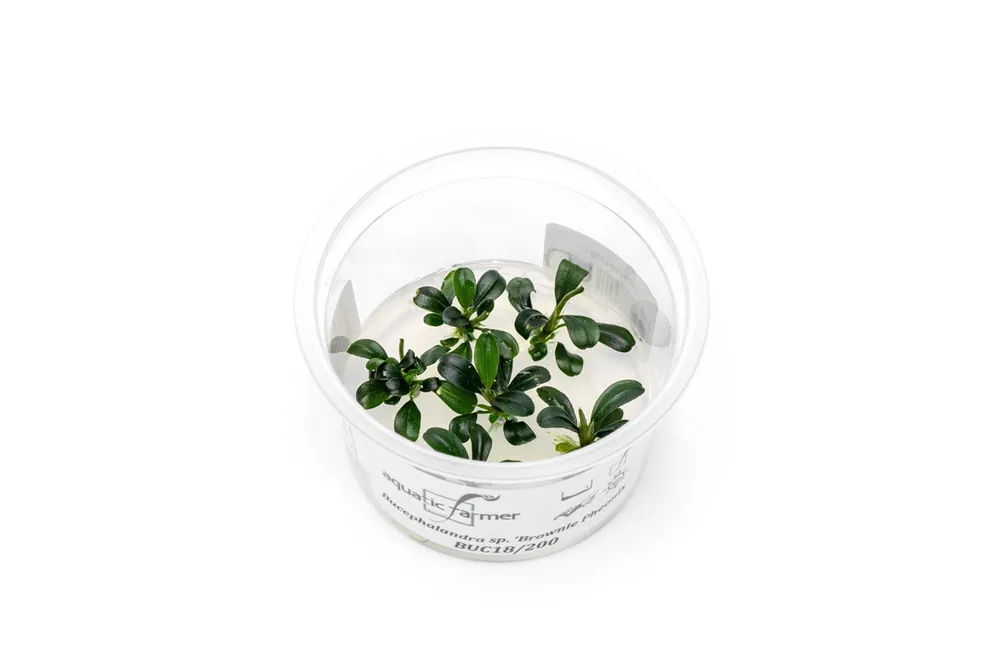 Bucephalandra Brownie Phoenix Aquatic Farmer Tissue Culture