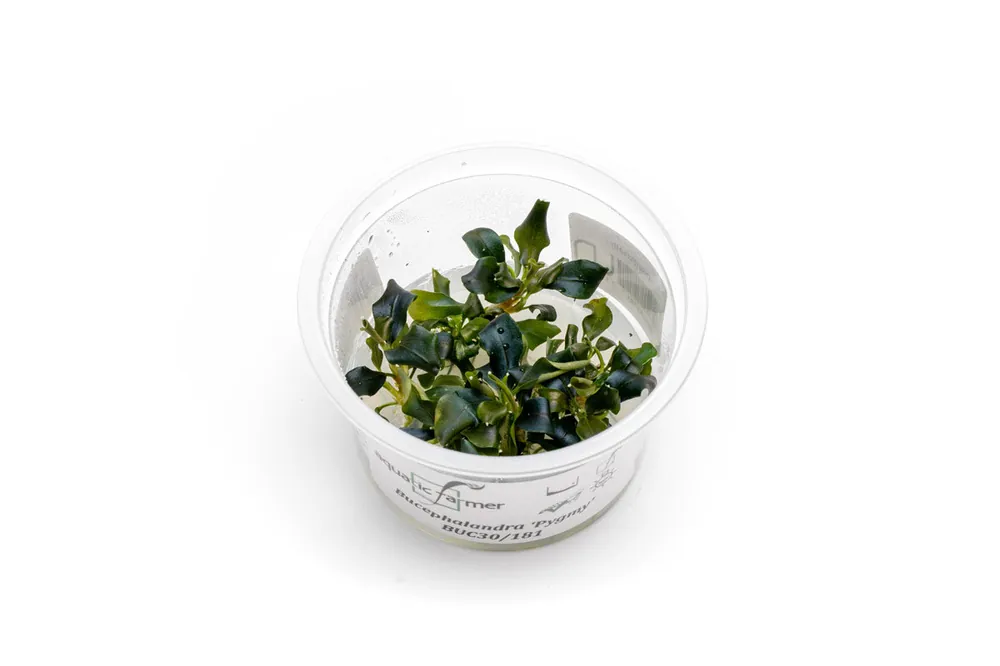 Bucephalandra 'Pygmy' Aquatic Farmer Tissue Culture