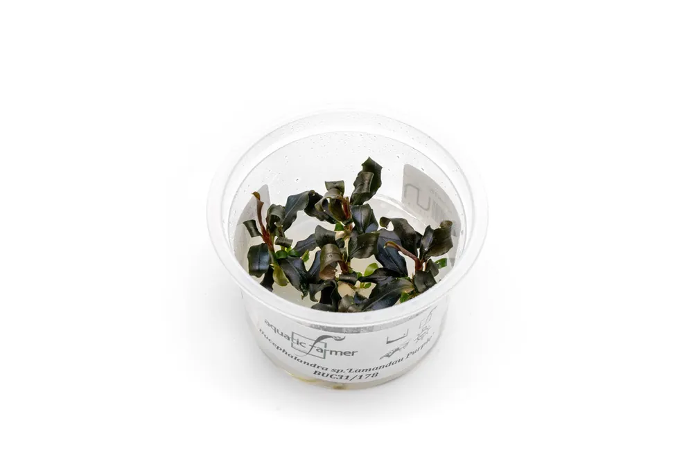 Bucephalandra Lamandau Purple Aquatic Farmer Tissue Culture