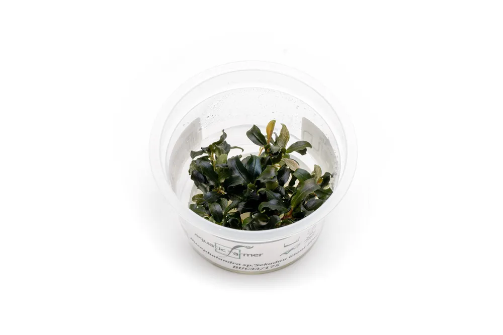 Bucephalandra Sekadau Giant Blue Aquatic Farmer Tissue Culture