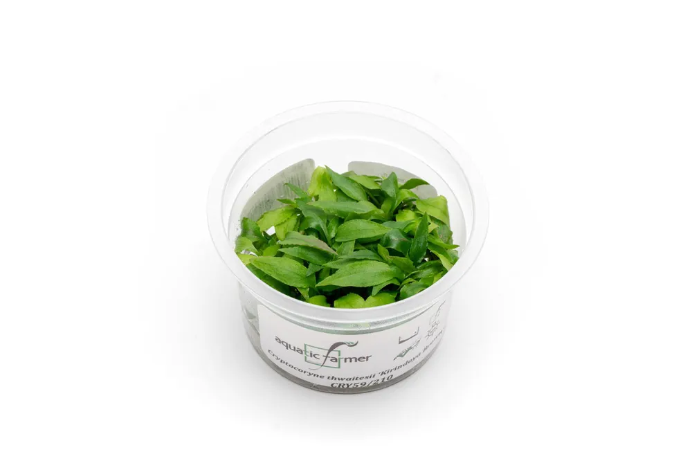 Cryptocoryne Thwaitesii Kirindoya Brown Aquatic Farmer Tissue Culture