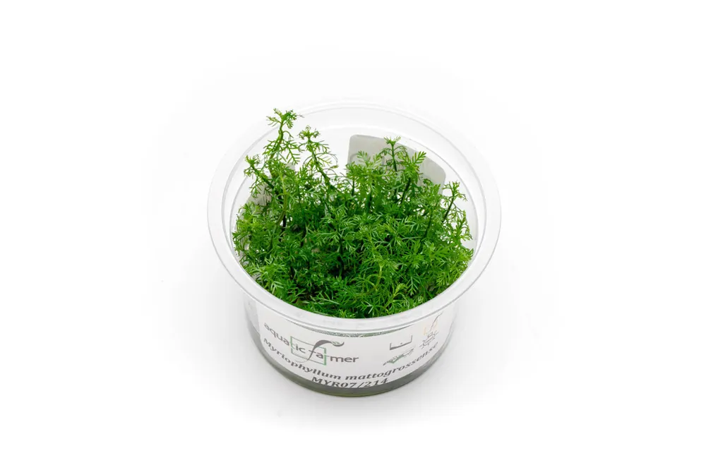 Myriophyllum Mattogrossense Aquatic Farmer Tissue Culture