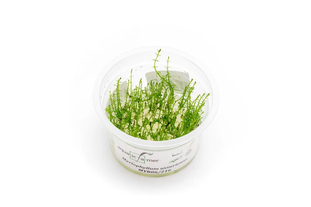 Myriophyllum Ussuriense Aquatic Farmer Tissue Culture