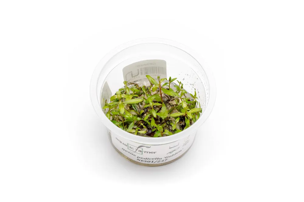 Nesaea Pedicellata 'Golden' Aquatic Farmer Tissue Culture