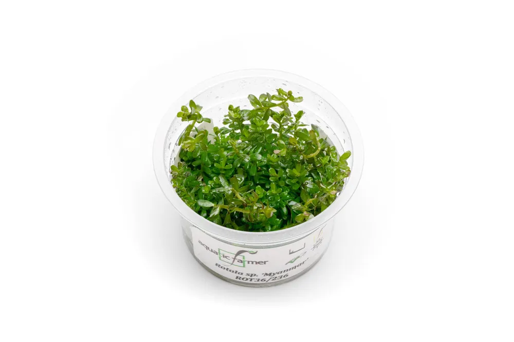 Rotala sp. 'Myanmar' Aquatic Farmer Tissue Culture