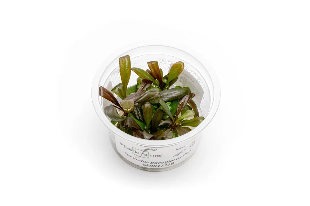 Samolus Parviflorus Red Aquatic Farmer Tissue Culture