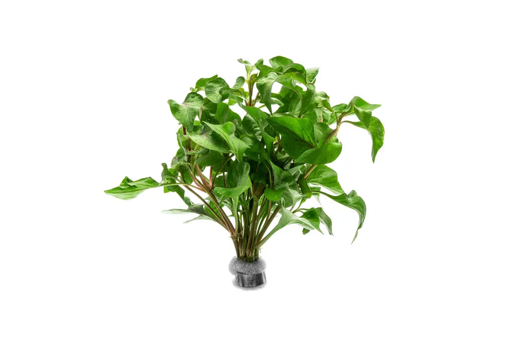 Alternanthera Amabilis Tricolor - CPA