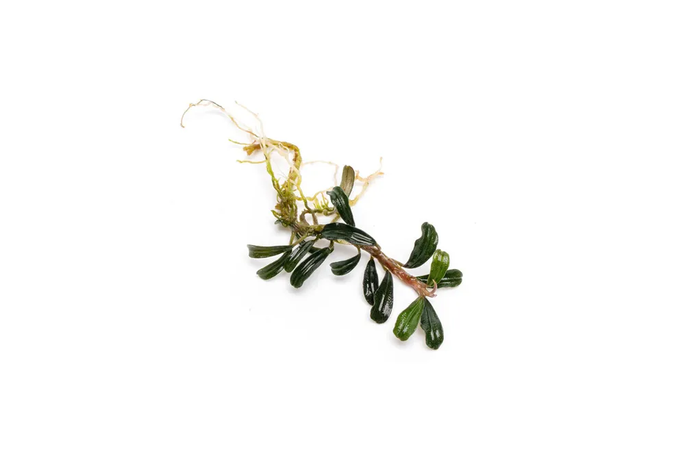 Bucephalandra Grappa Red (Mini) - CPA