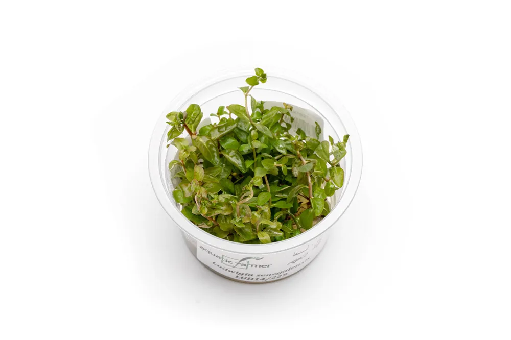 Ludwigia Senegalensis Aquatic Farmer Tissue Culture