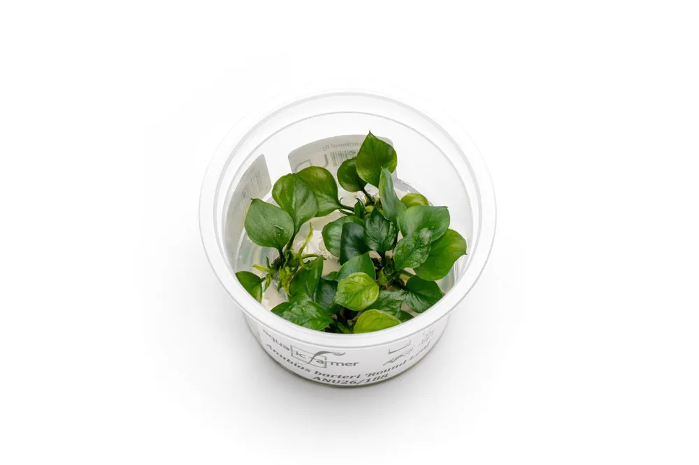 Anubias Barteri 'Round Leaf' Aquatic Farmer Tissue Culture