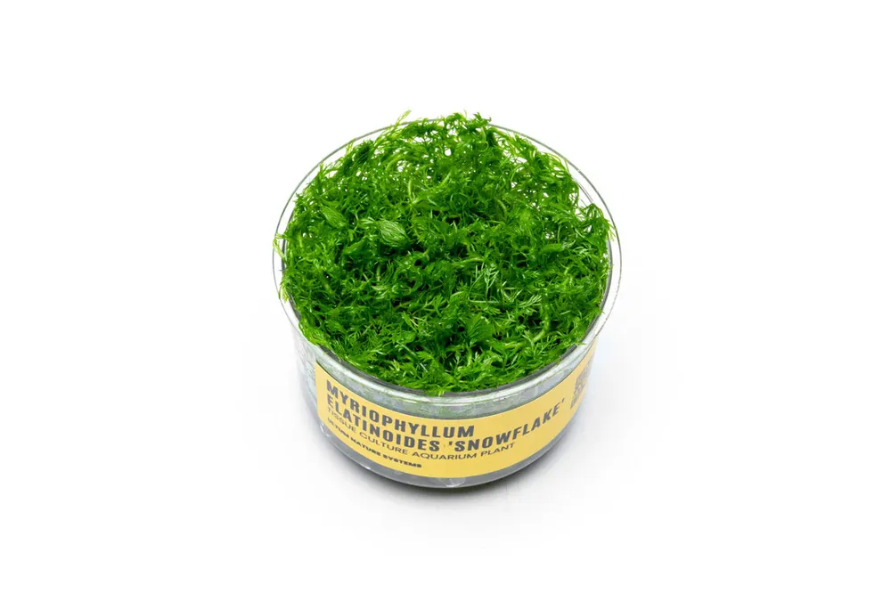 Myriophyllum Elatinoides 'Snowflake' UNS Tissue Culture - UNSTC