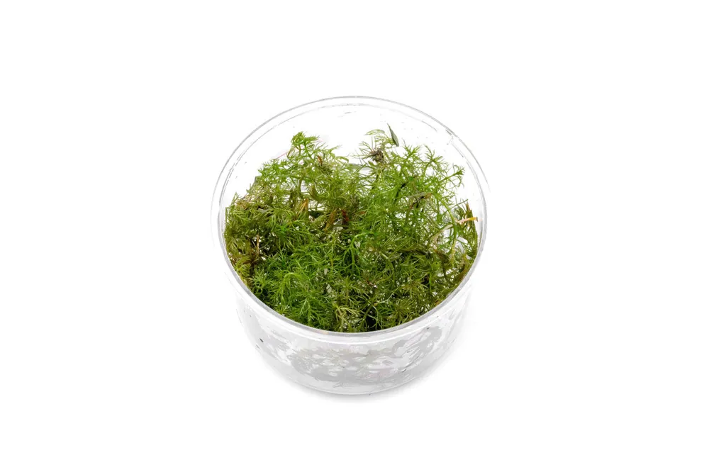 Myriophyllum Aquaticum 'Roraima' UNS Tissue Culture - UNSTC