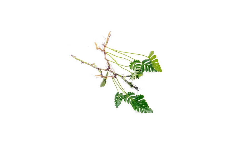 Davallia Repens - BUCE