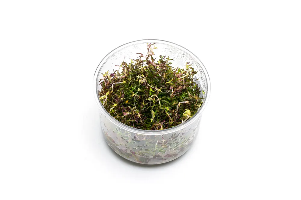 Rotala Macrandra Mini Butterfly UNS Tissue Culture - UNSTC