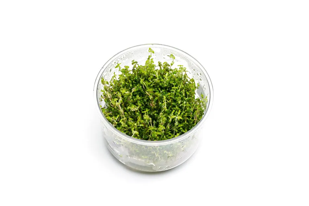 Rotala Sp. Pearl UNS Tissue Culture - UNSTC