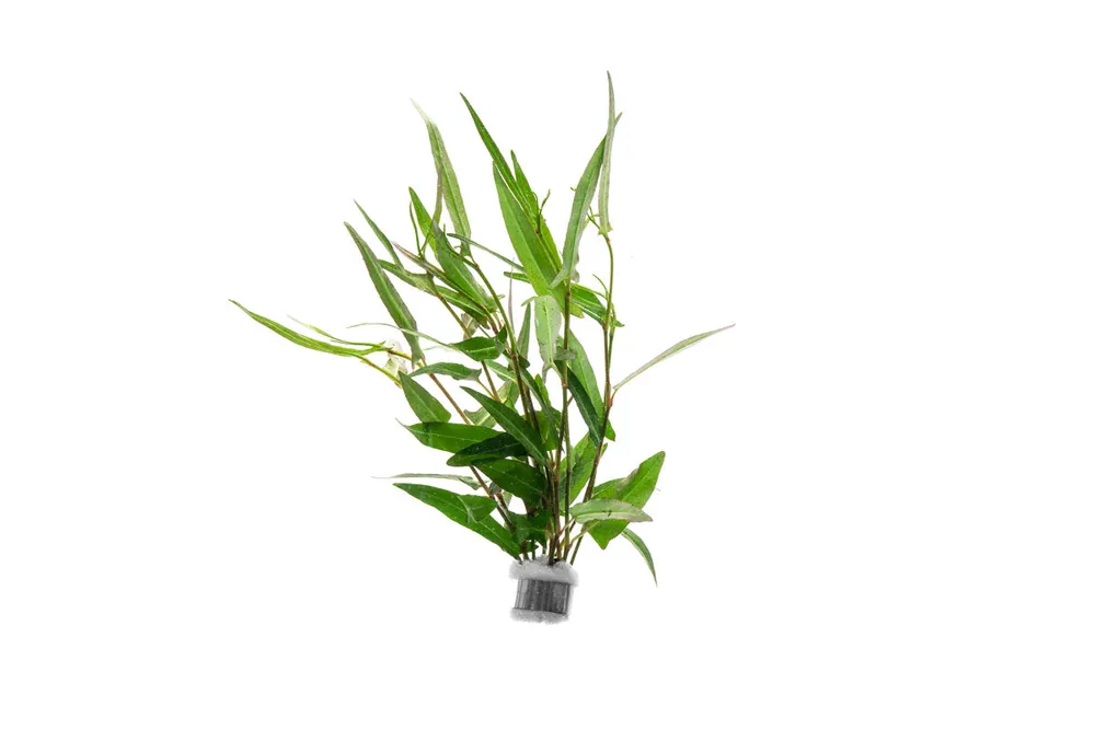 Persicaria Praetermissa - CPA