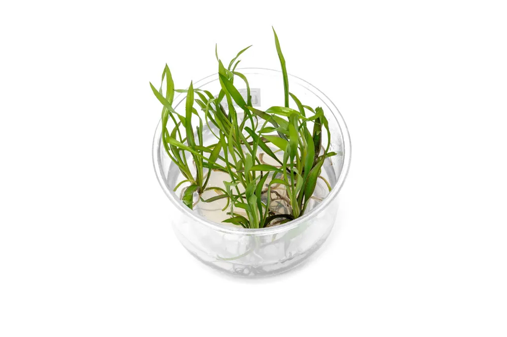 Cryptocoryne Spiralis 'Jwala' UNS Tissue Culture - UNSTC