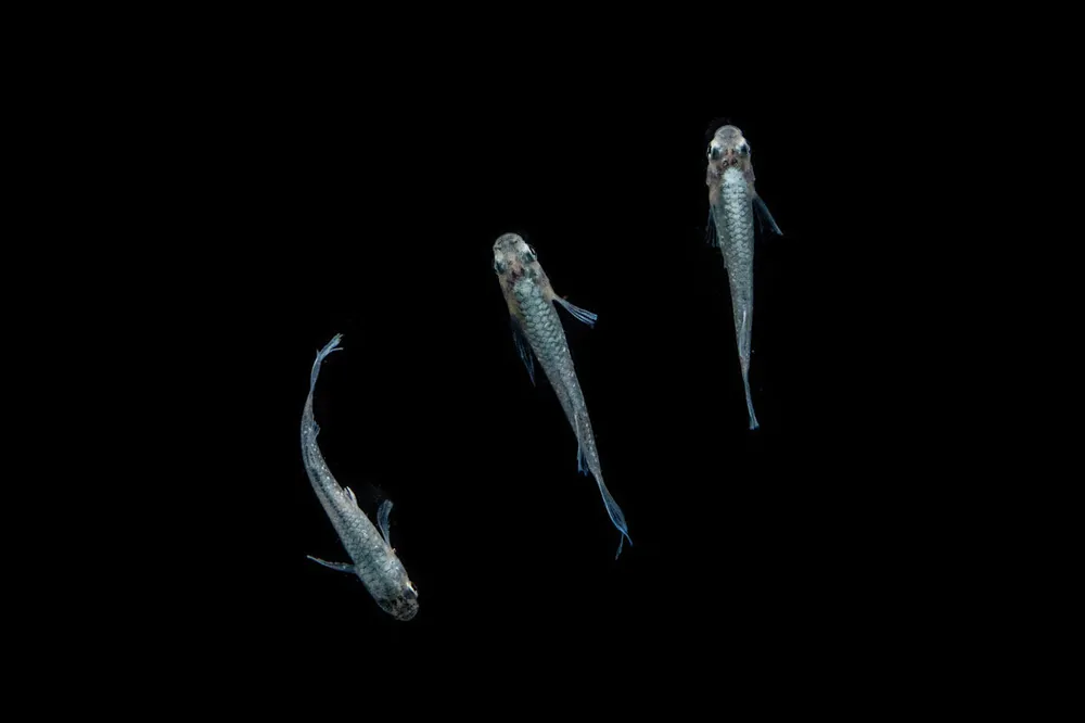 Abi Medaka Rice Fish - CT