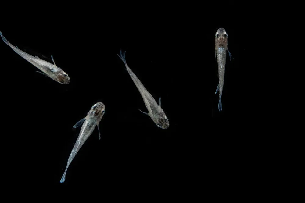 White Galaxy Long Fin Medaka Rice Fish - CT