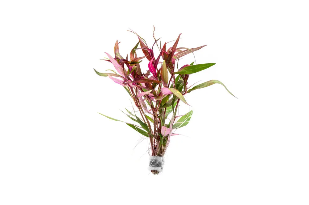 Persicaria Hydropiper - CPA