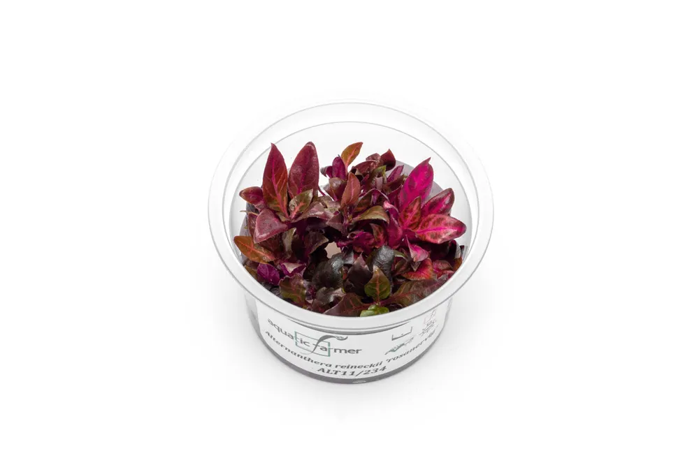 Alternanthera Reineckii Rosanervig Aquatic Farmer Tissue Culture