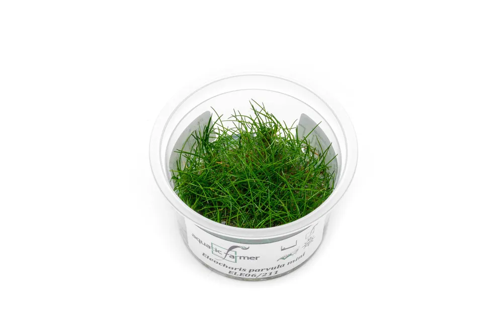Eleocharis Parvula 'Mini' Aquatic Farmer Tissue Culture