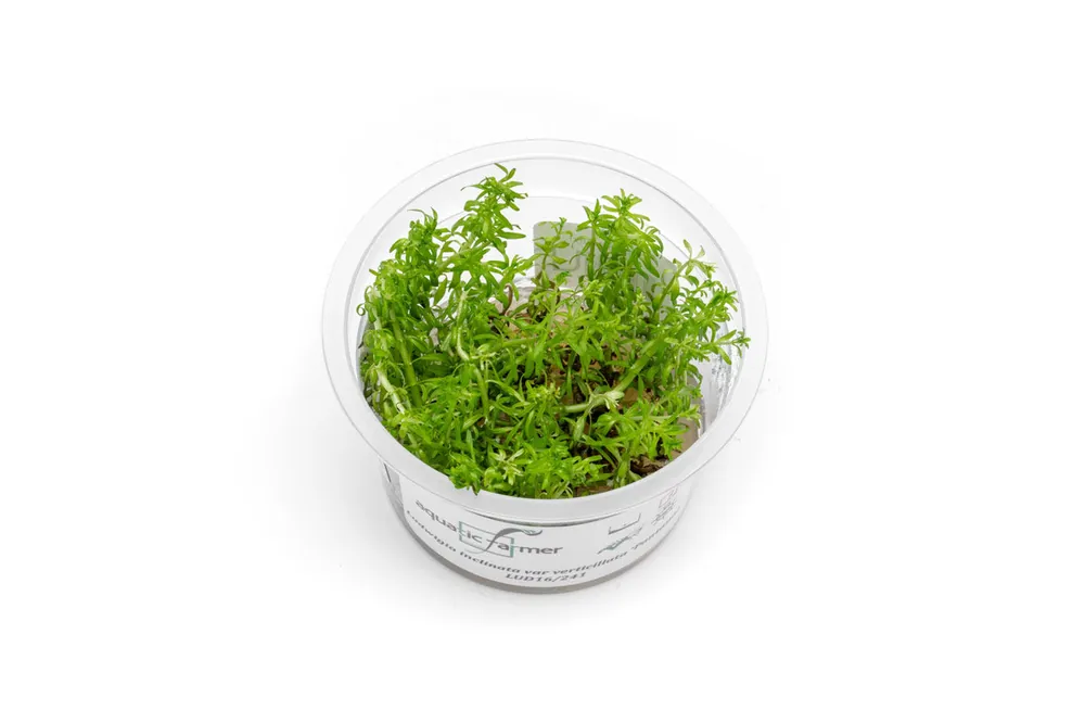Ludwigia Inclinata var. Verticillata 'Pantanal' Aquatic Farmer Tissue Culture