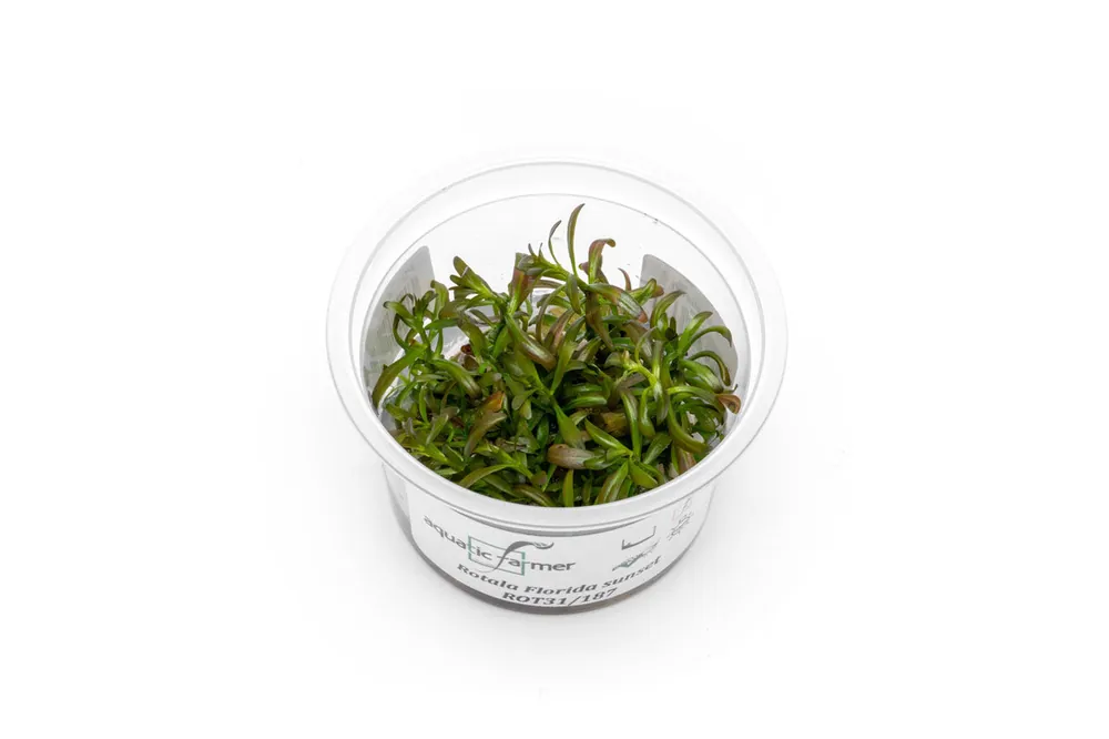 Rotala Florida Sunset Aquatic Farmer Tissue Culture