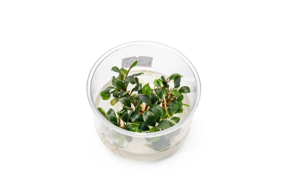 Bucephalandra Sekadau Bukit Betung UNS Tissue Culture - Aquatic Farmer
