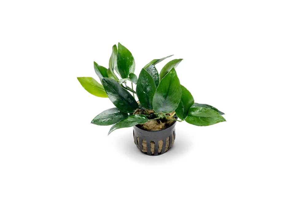 Anubias Nana Peacock - CPA
