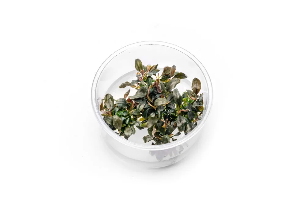 Bucephalandra Brownie Ghost UNS Tissue Culture - UNSTC