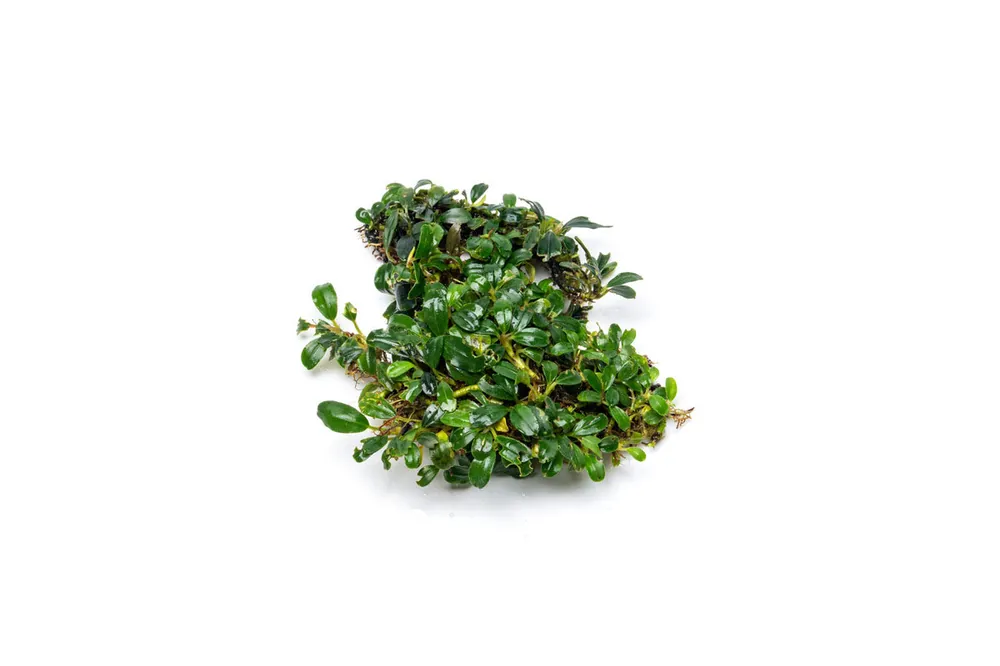Bucephalandra Mini Dark Needle