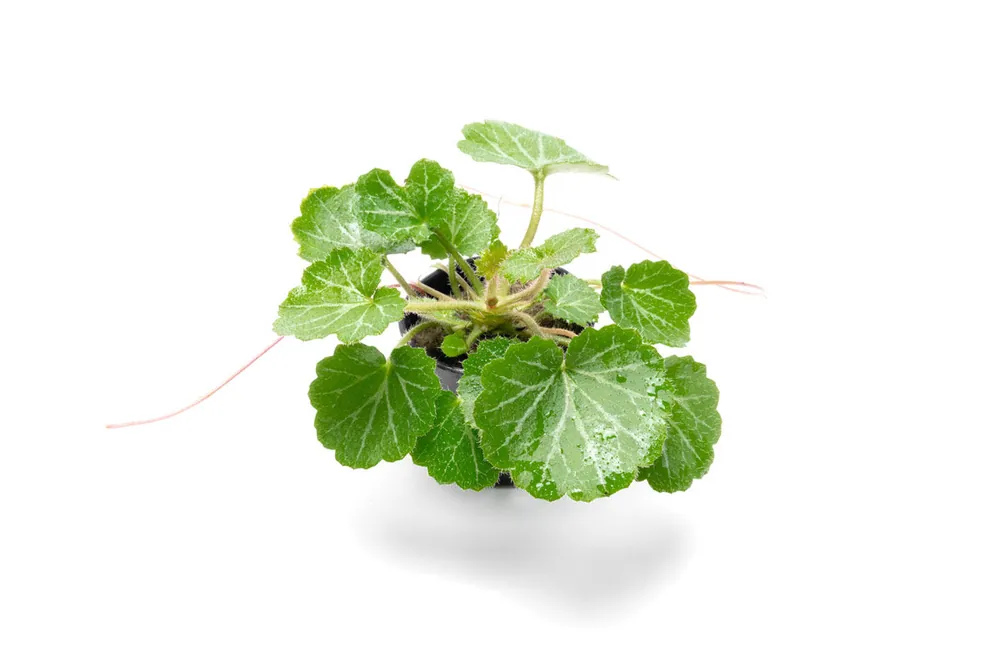 Saxifraga Stolonifera (Strawberry Begonia) - CPA