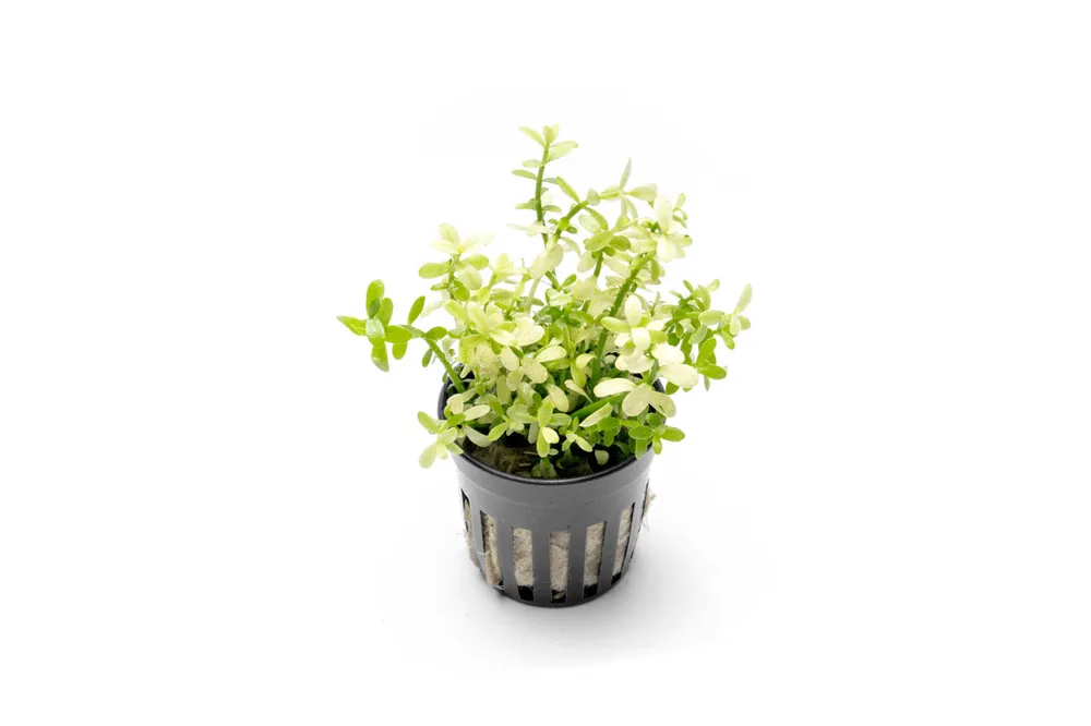 Bacopa Monnieri Platinum - ACW