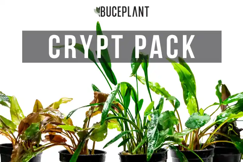 Assorted Cryptocoryne Plant Pack - ACW