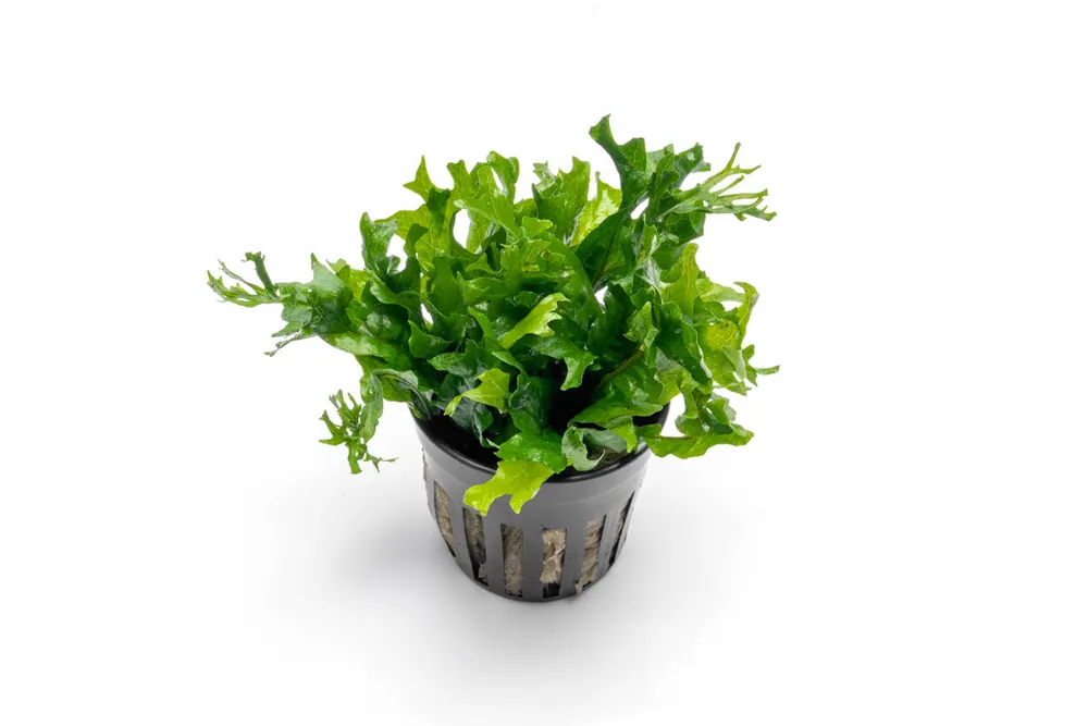Java Fern Windelov 'Hybrid' - ACW