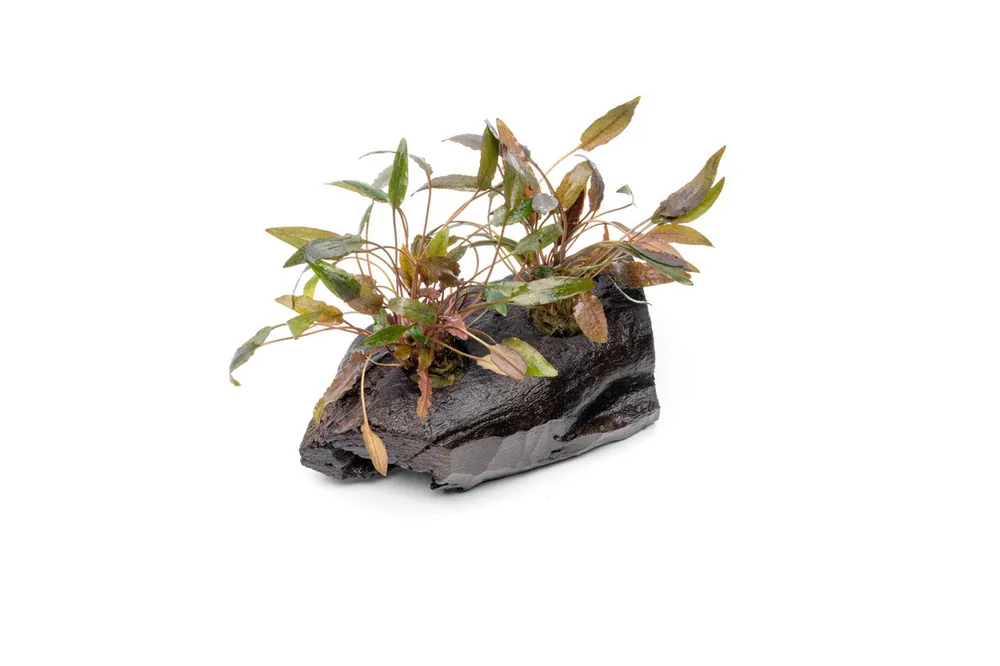 Cryptocoryne Mioya on Driftwood - CPA