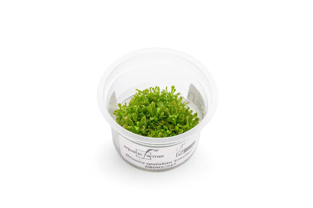 Drosera Spatulata 'Lovellae' Aquatic Farmer Tissue Culture