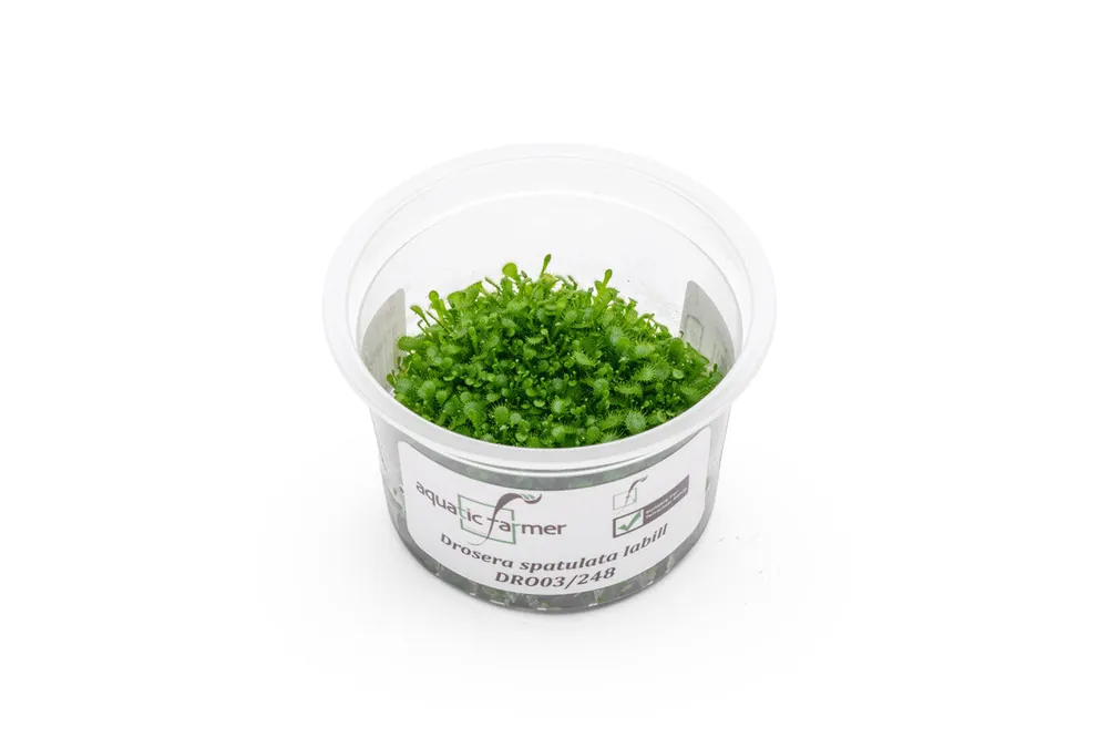 Drosera Spatulata 'Labill' Aquatic Farmer Tissue Culture