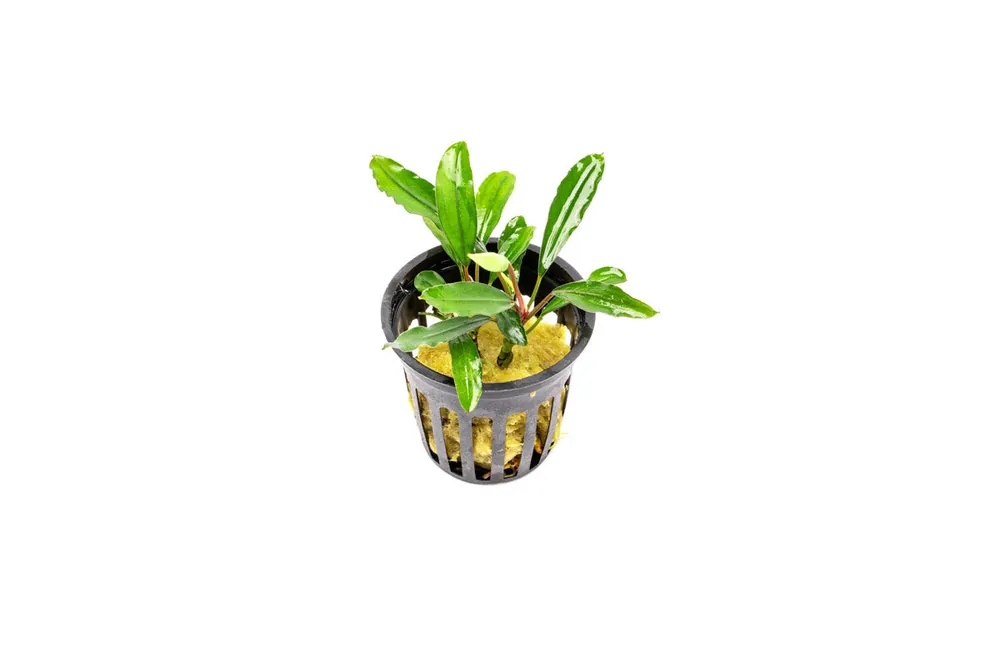 Bucephalandra Nanga Pinoh Tangerine