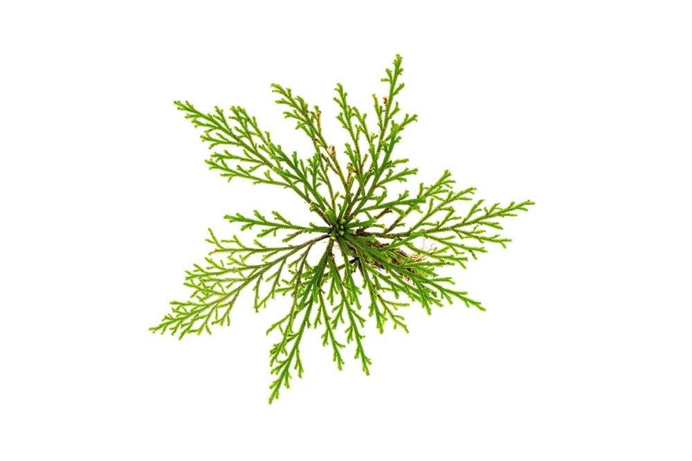 Selaginella Pulvinata - BUCE