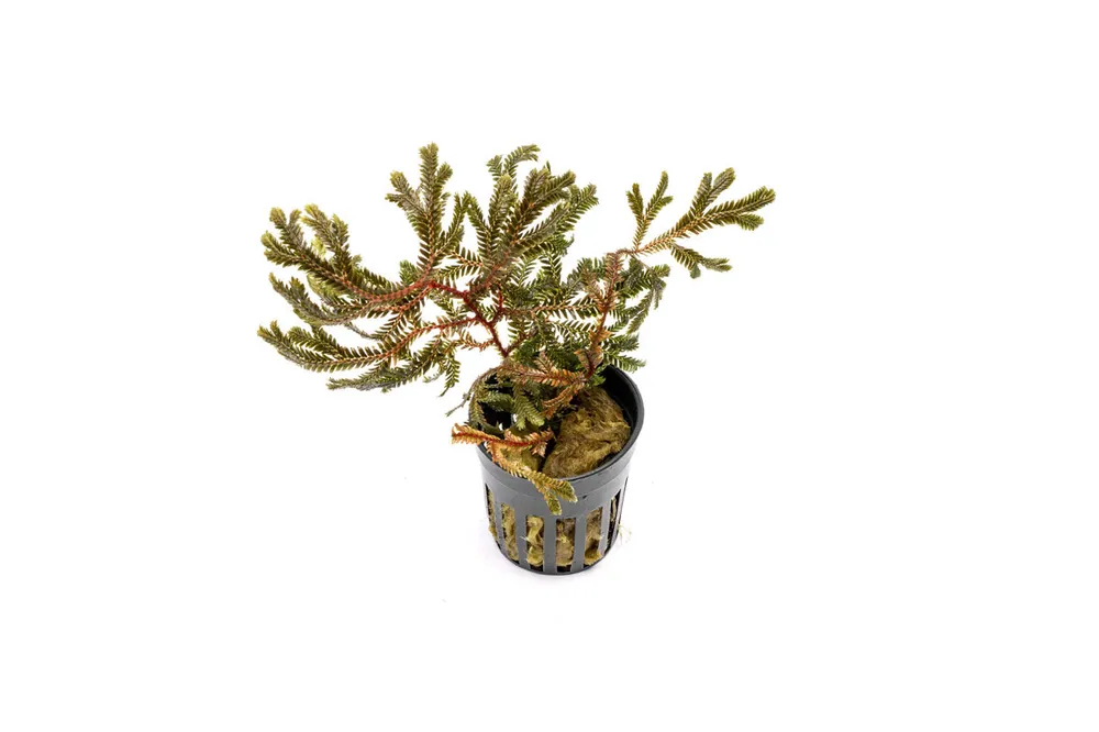Selaginella sp. Brown - BUCE