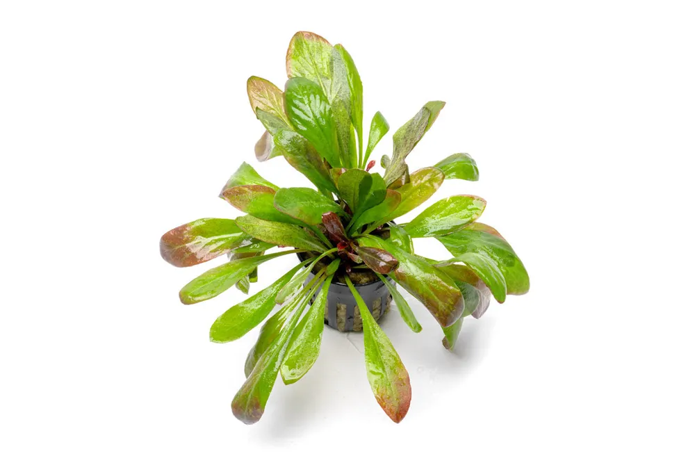 Samolus Parviflorus Red - CPA