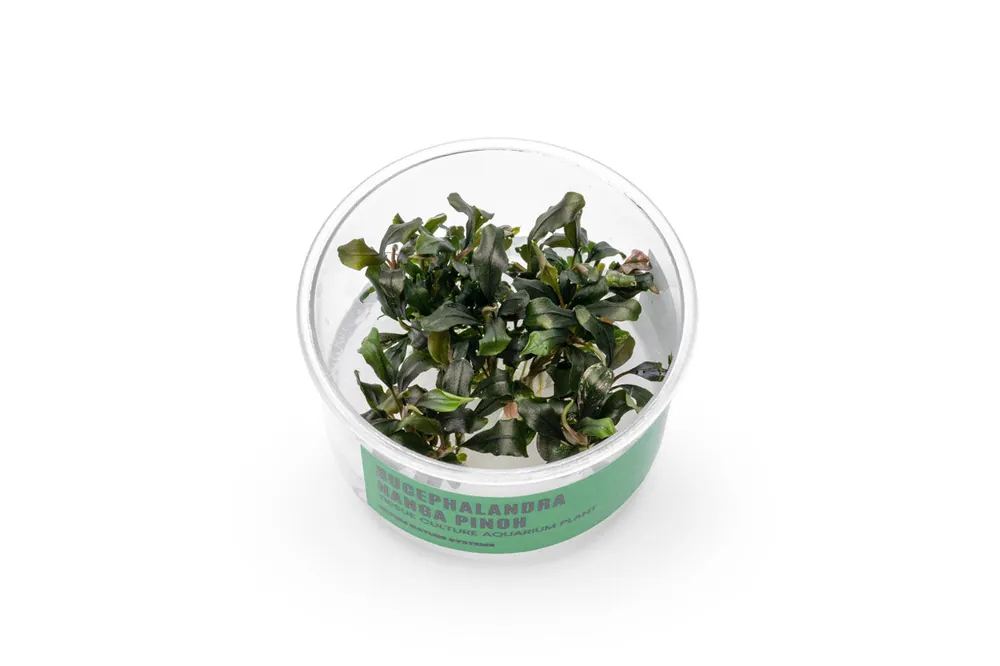 Bucephalandra Nanga Pinoh UNS Tissue Culture - UNSTC