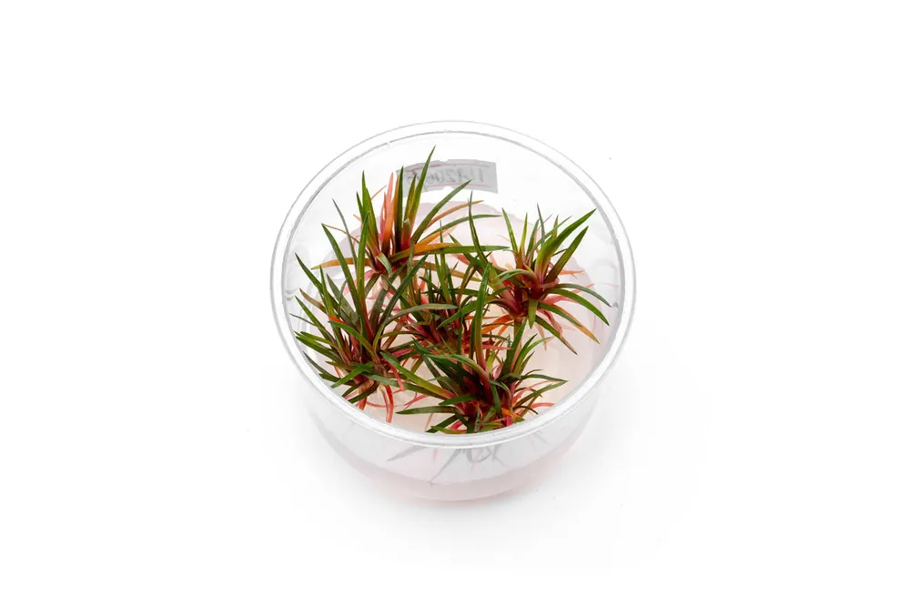 Eriocaulon sp Quinquangulare Red UNS Tissue Culture - UNSTC
